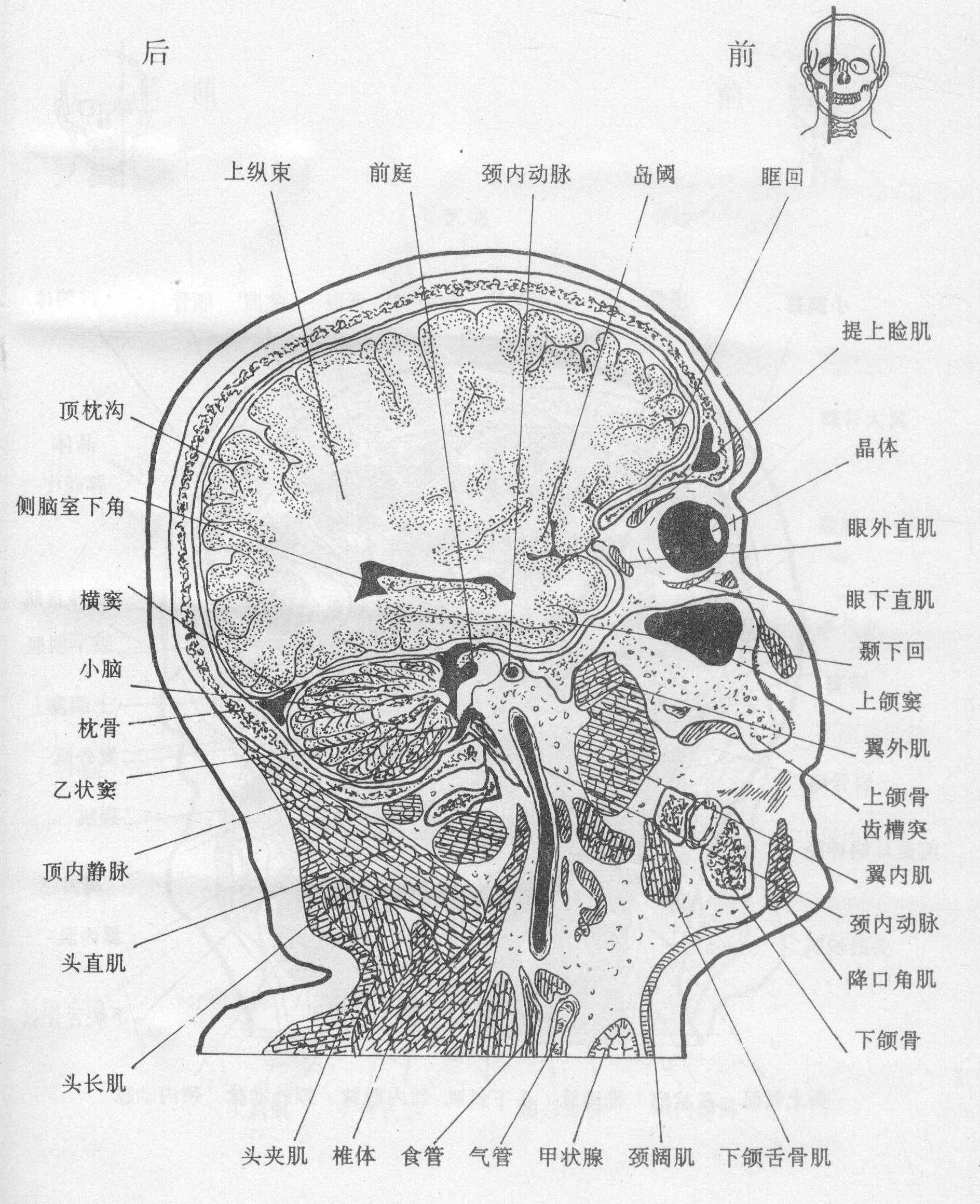 第一节 矢状断面